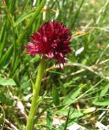 Gymnadenia austriaca var. gallica (E. Breiner & R. Breiner) P. Delforge resmi