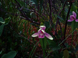 Image of snakemouth orchid