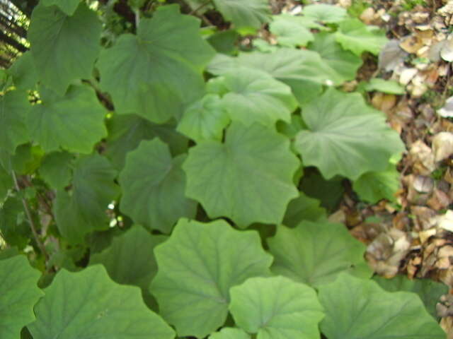 Image of velvet groundsel