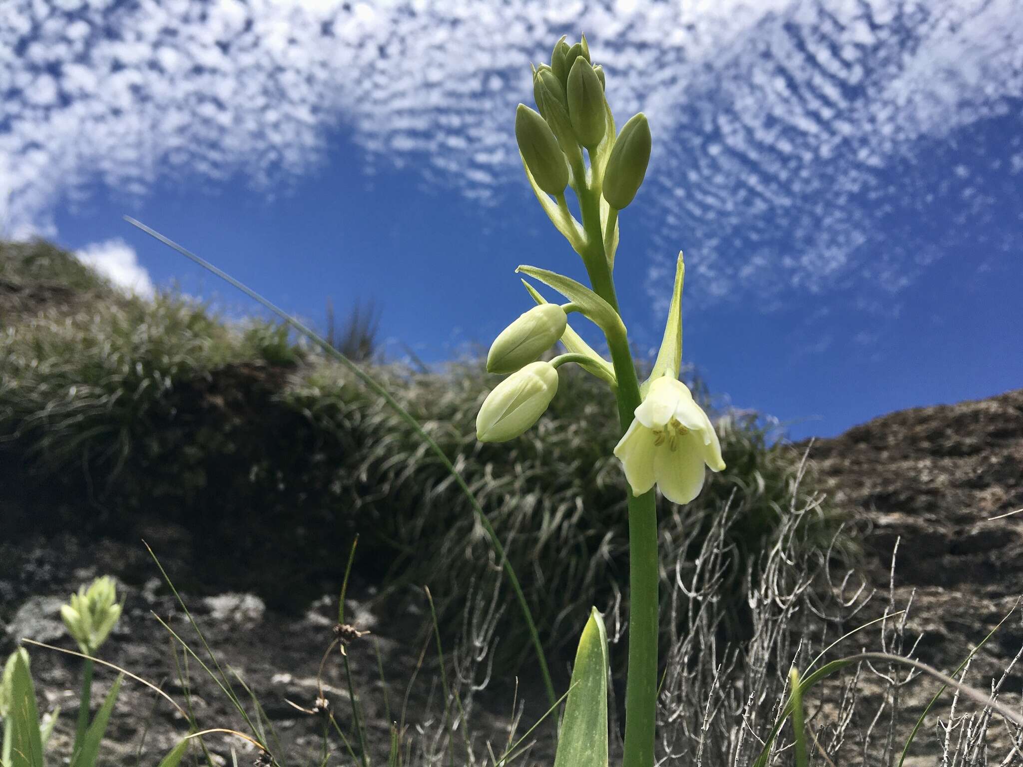 Image of Ornithogalum regale (Hilliard & B. L. Burtt) J. C. Manning & Goldblatt