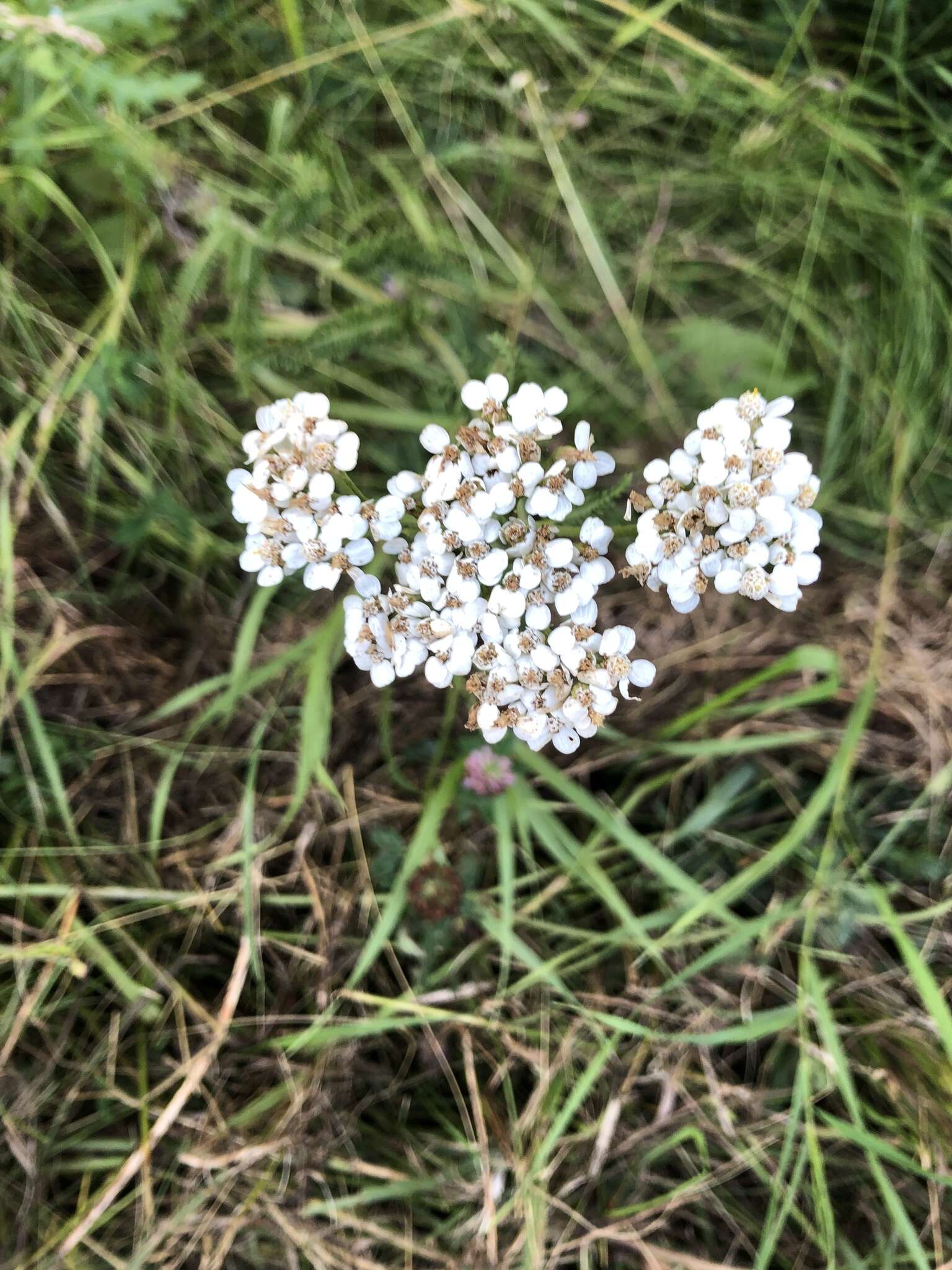 Achillea millefolium var. borealis (Bong.) Farw.的圖片