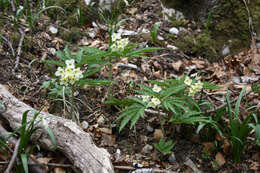 Слика од Cardamine kitaibelii Bech.