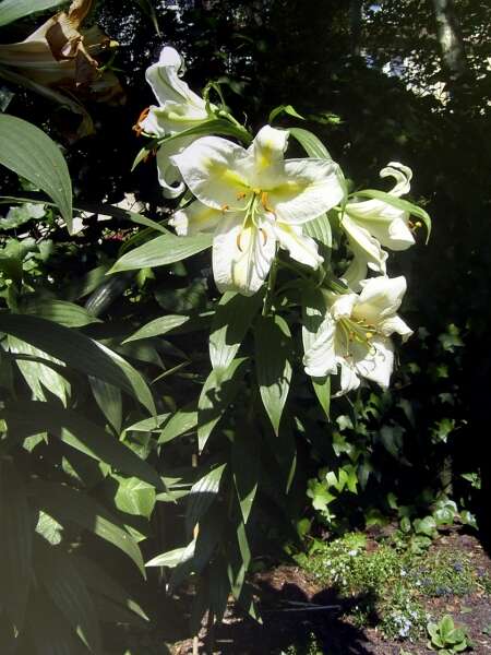 Lilium auratum Lindl. resmi