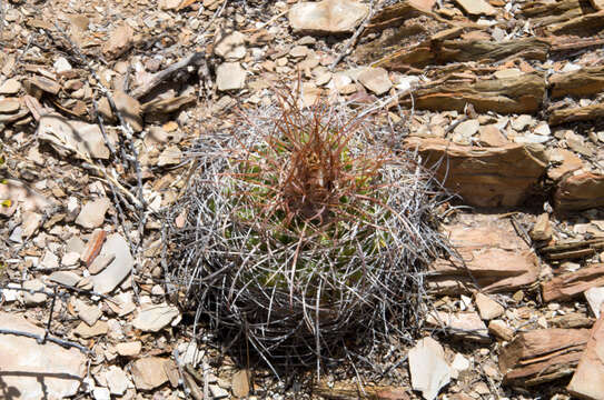 Image of Parodia maassii (Heese) A. Berger