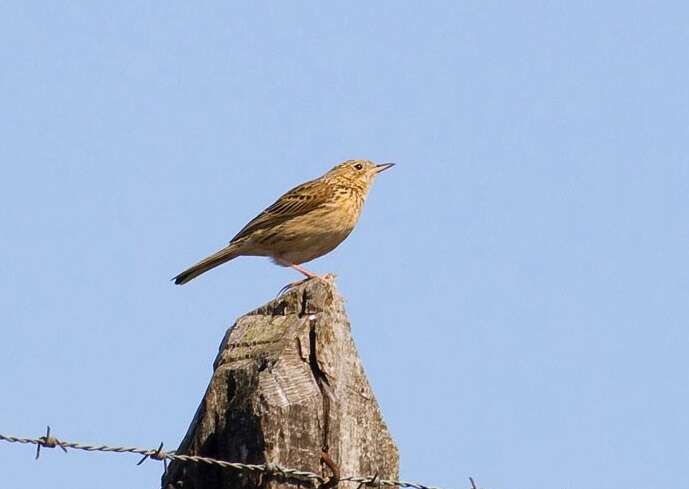 Image of Hellmayr's Pipit