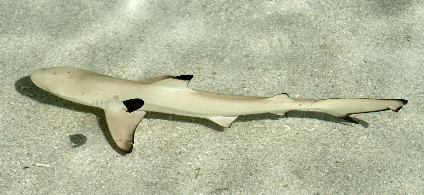 Image of Blacktip Reef Shark