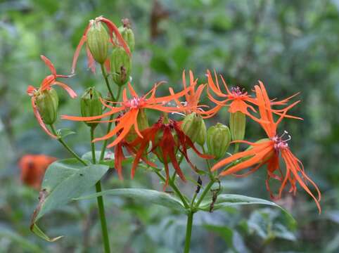 Image of Silene wilfordii (Regel) H. Ohashi & H. Nakai