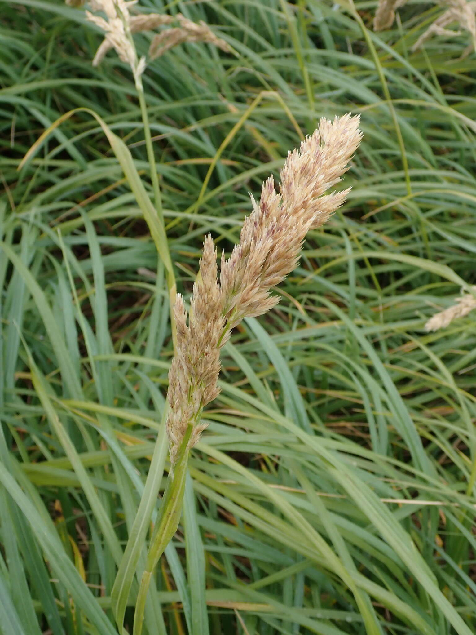 Image of Poa foliosa (Hook. fil.) Hook. fil.