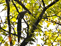 Image of Green-billed Malkoha