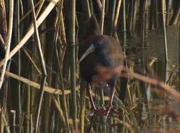 Image of Plumbeous Rail