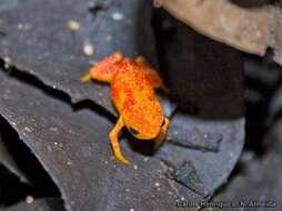 Image of Red Pumpkin Toadlet