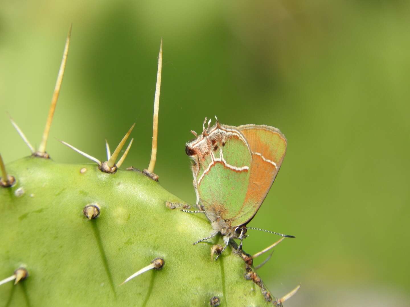 Image of Callophrys xami xami