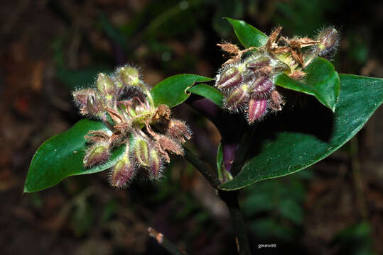 Sivun Tradescantia cerinthoides Kunth kuva