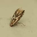 Phyllonorycter blancardella (Fabricius 1781) resmi