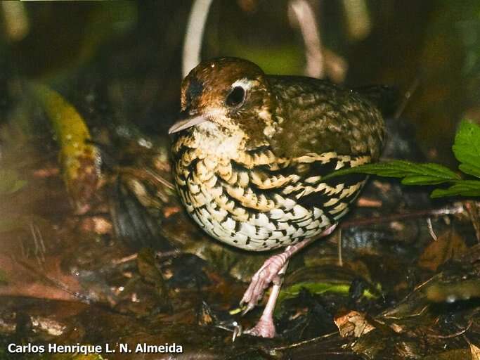 Image of Short-tailed Antthrush