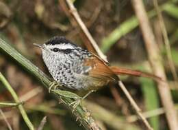 Image of Rufous-tailed Antbird