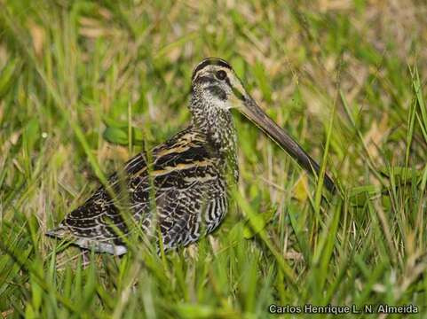 Gallinago undulata (Boddaert 1783)的圖片