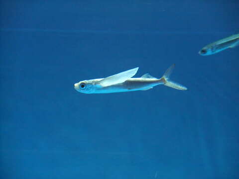 Image of Atlantic Flyingfish