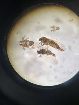 Image of Blue gum psyllid