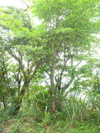 Image de Photinia beauverdiana C. K. Schneid.