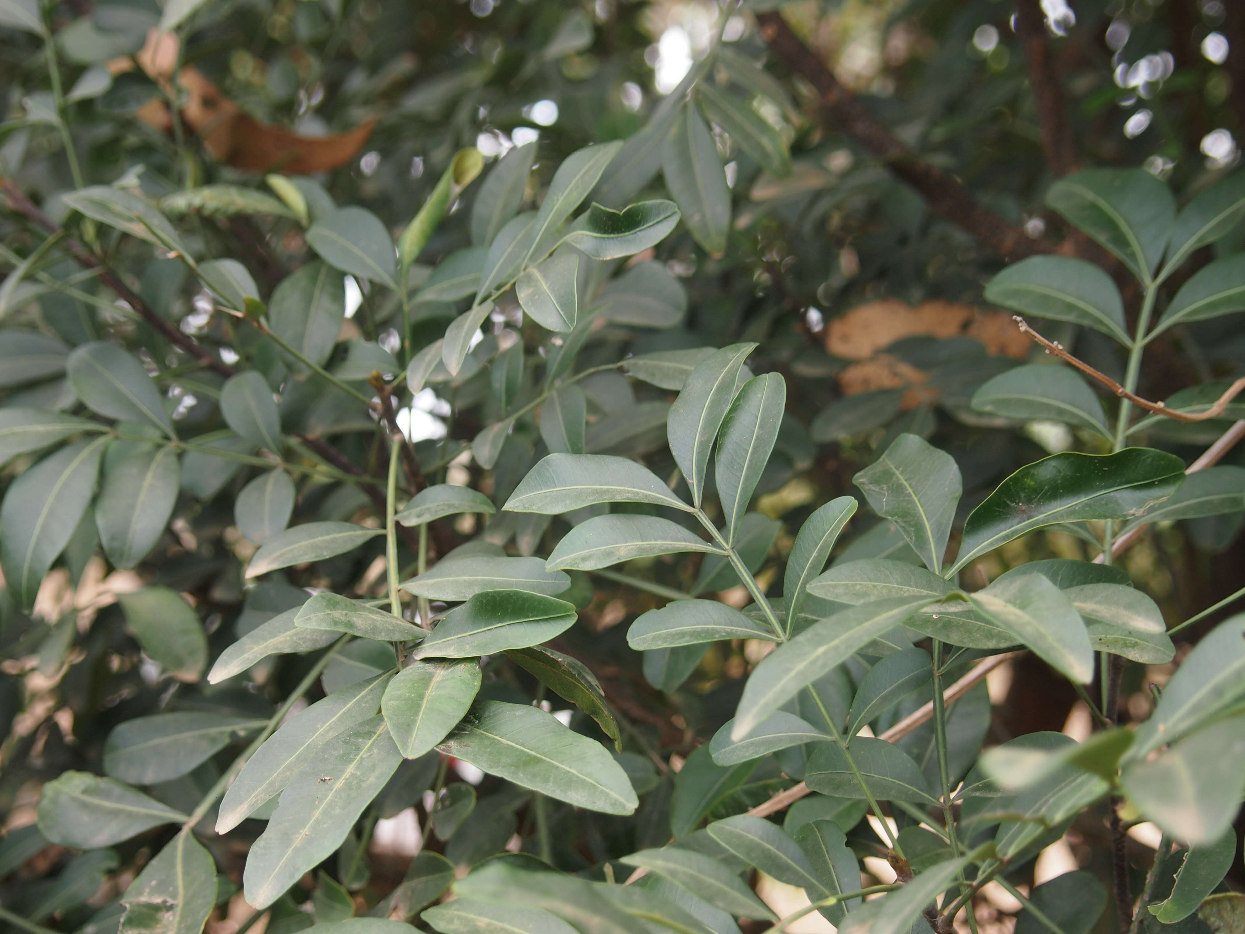 Image of Atalaya salicifolia (DC.) Bl.