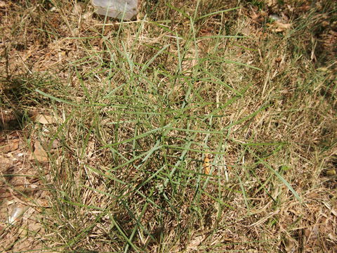 Image of <i>Atalaya salicifolia</i> (DC.) Bl.