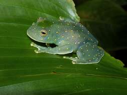 Image of San Jose Cochran Frog