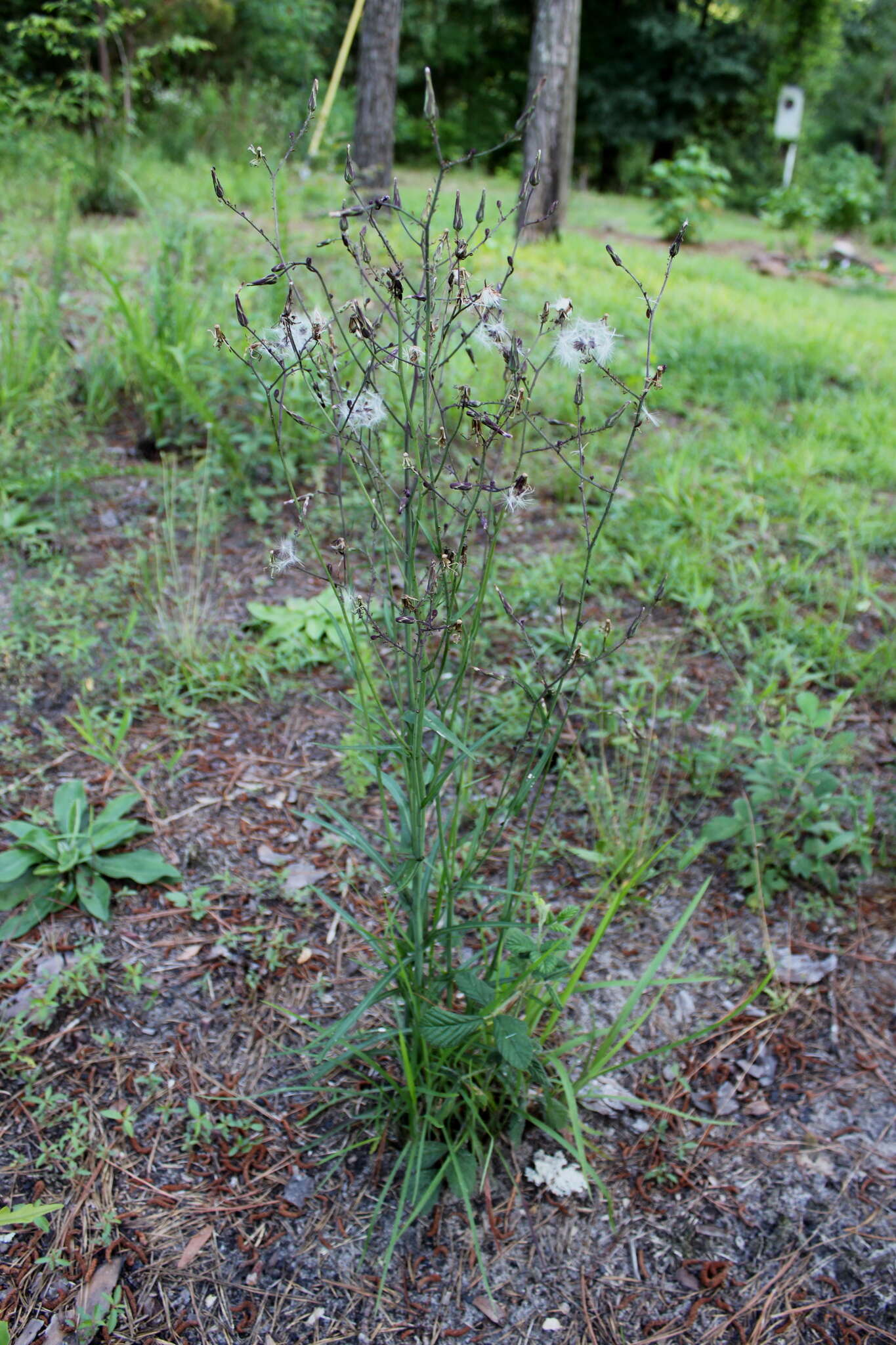 Lactuca graminifolia Michx. resmi