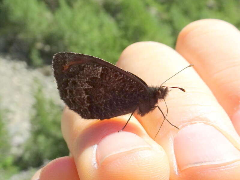 Image of Erebia montanus De Prunner 1798