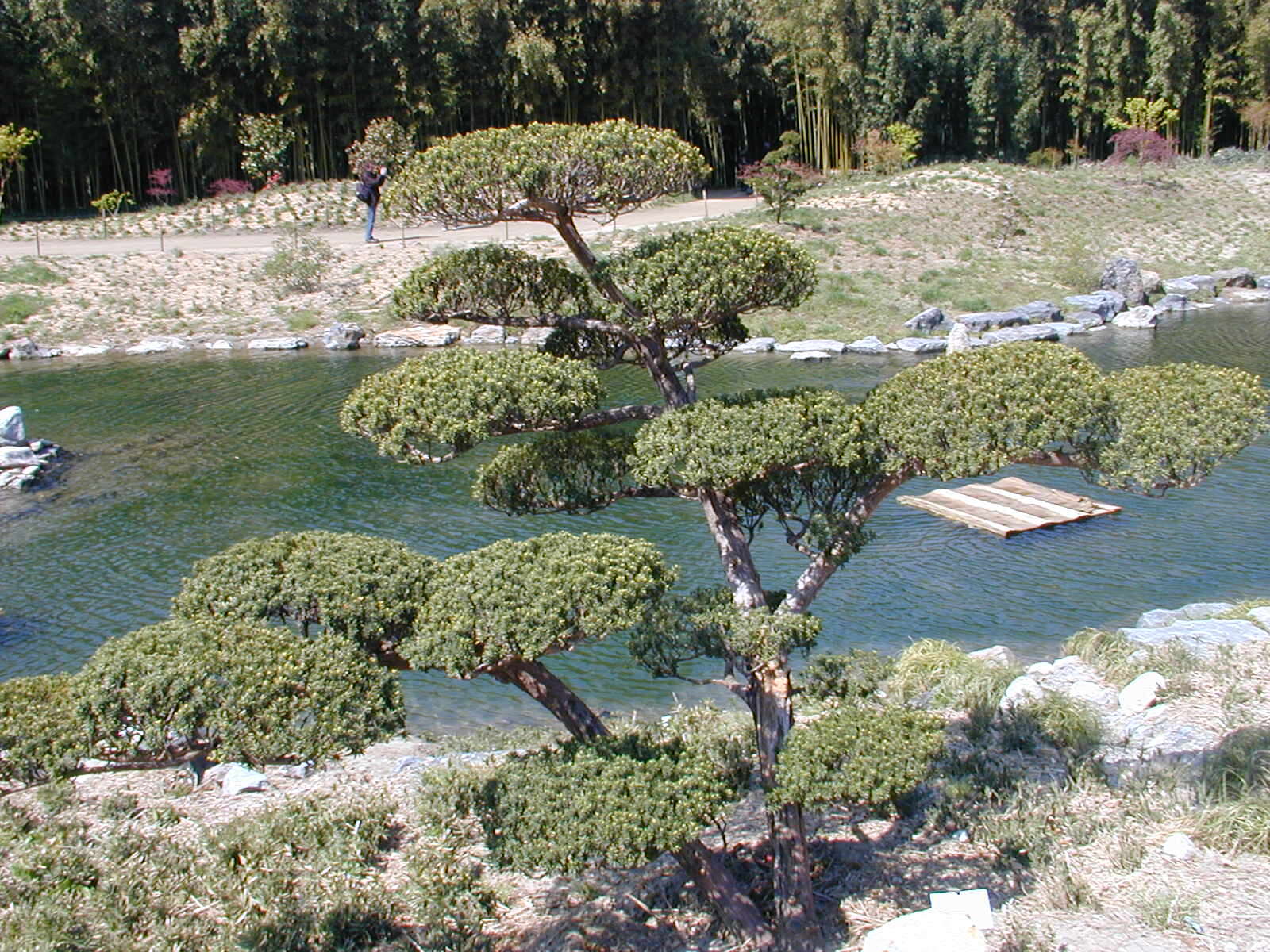 Image of Japanese Yew
