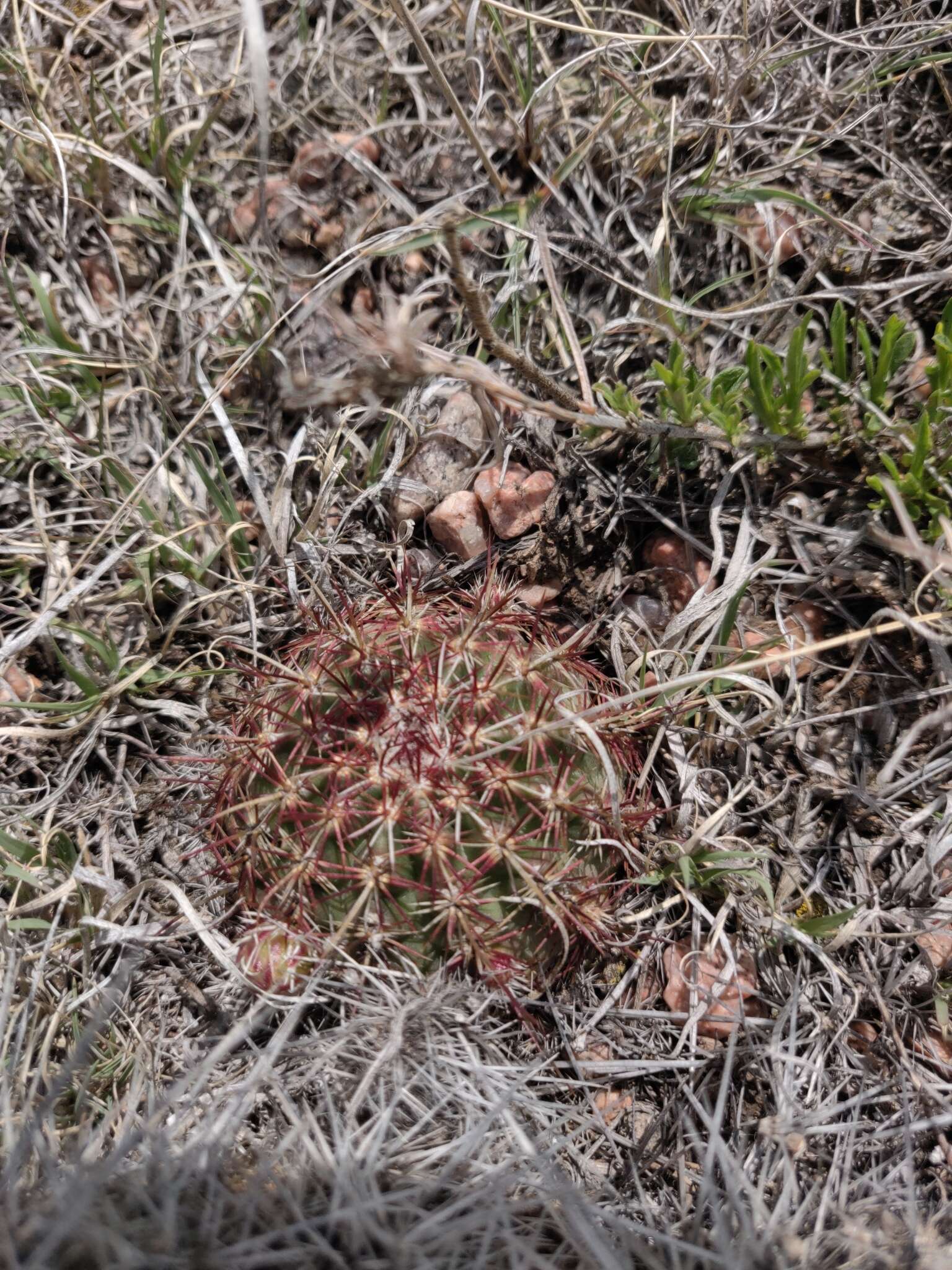 Image de Echinocereus viridiflorus subsp. viridiflorus