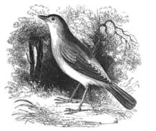 Image of nightingale, common nightingale