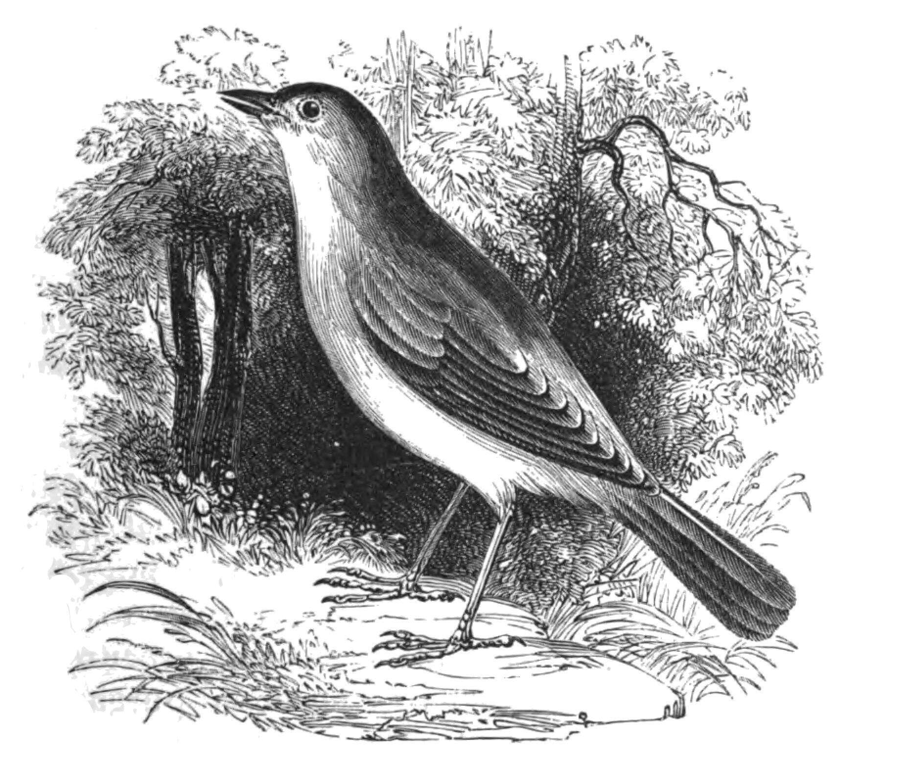 Image of nightingale, common nightingale