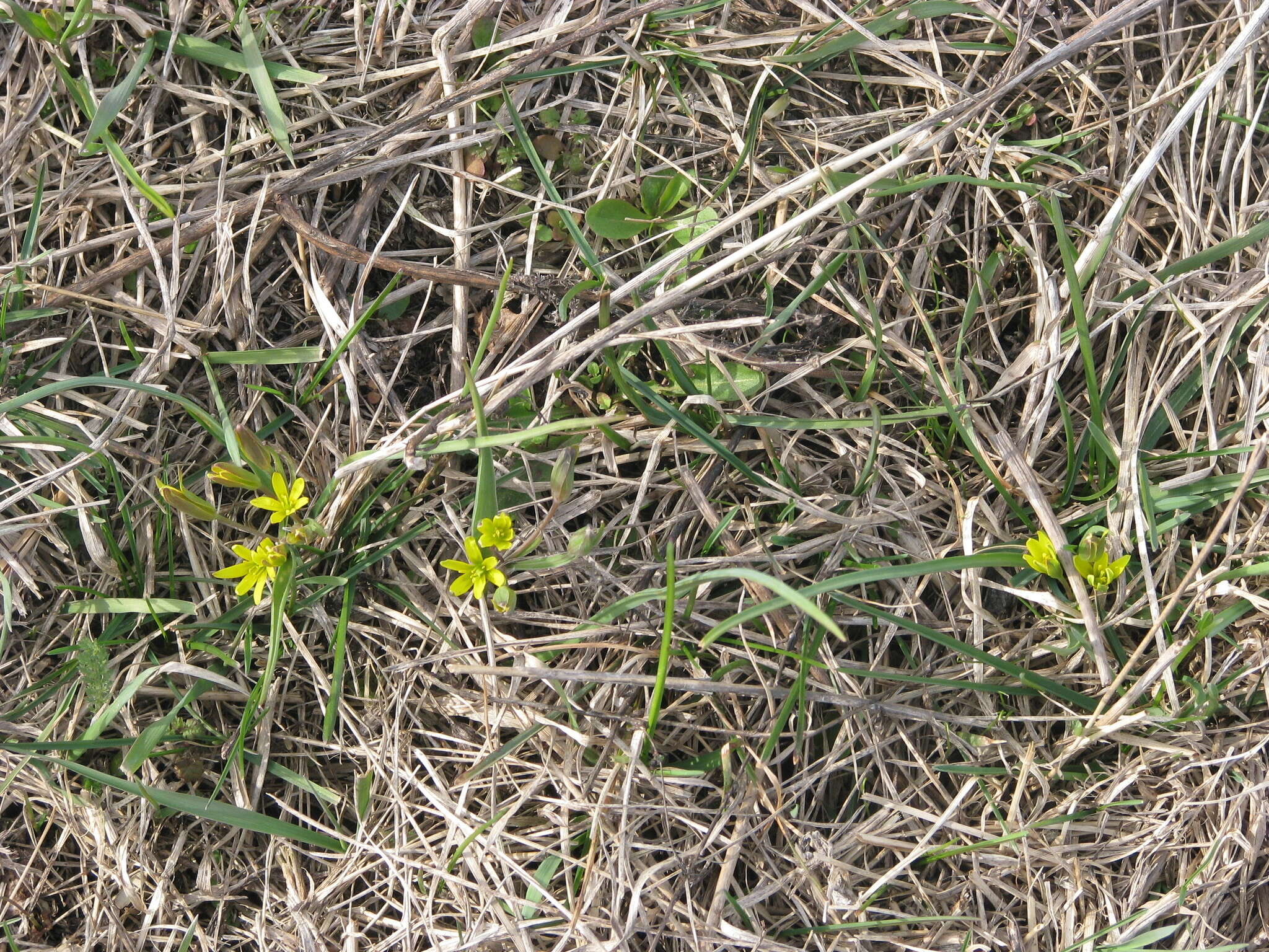 Image of Gagea pusilla (F. W. Schmidt) Sweet