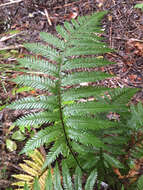 Image of Diploblechnum fraseri (A. Cunn.) De Vol