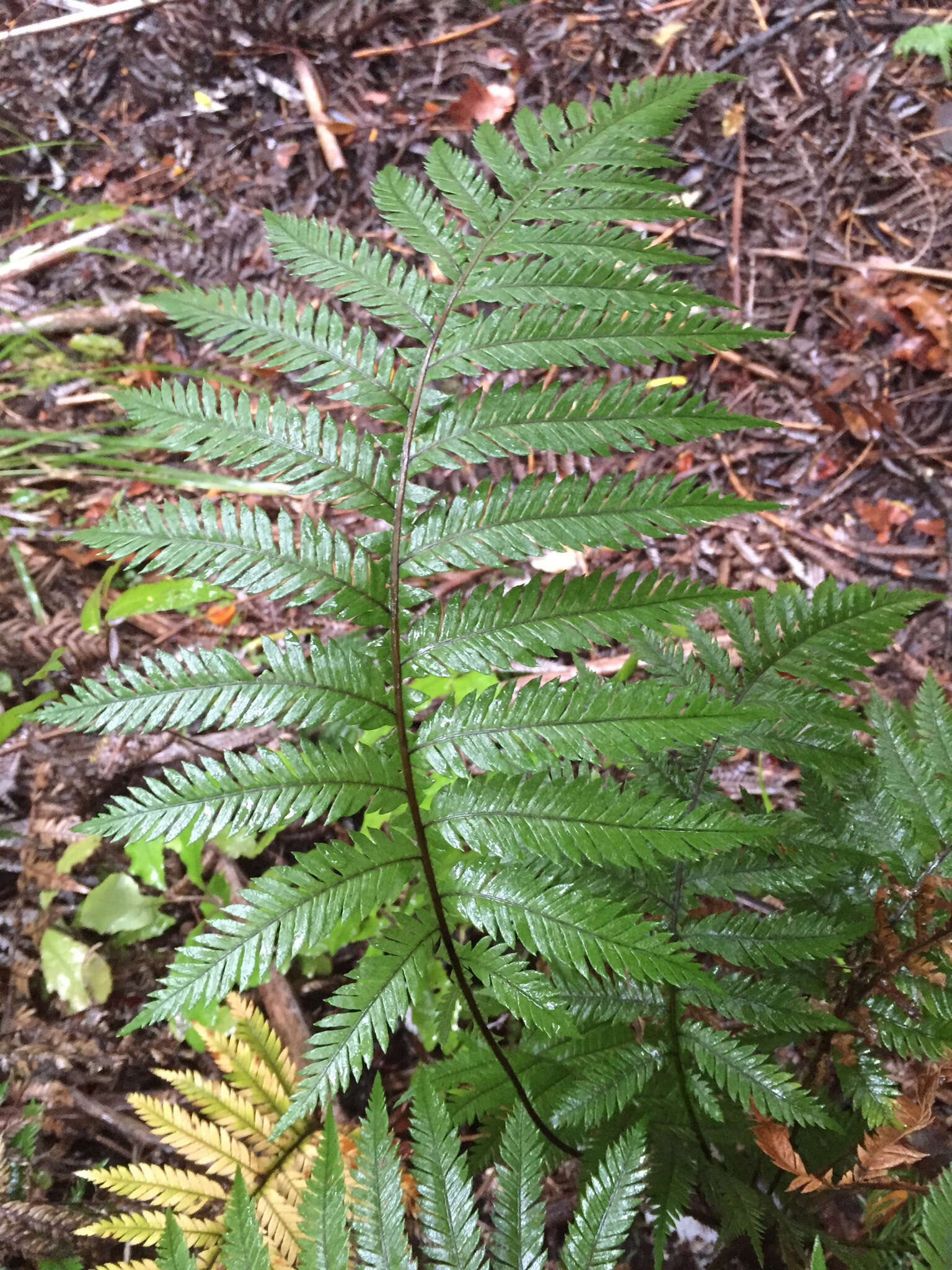 Image of Diploblechnum fraseri (A. Cunn.) De Vol