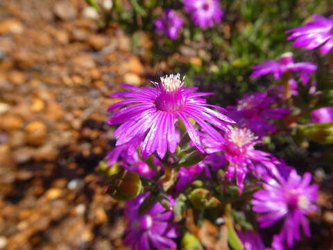 Delosperma asperulum (Salm-Dyck) L. Bol. resmi