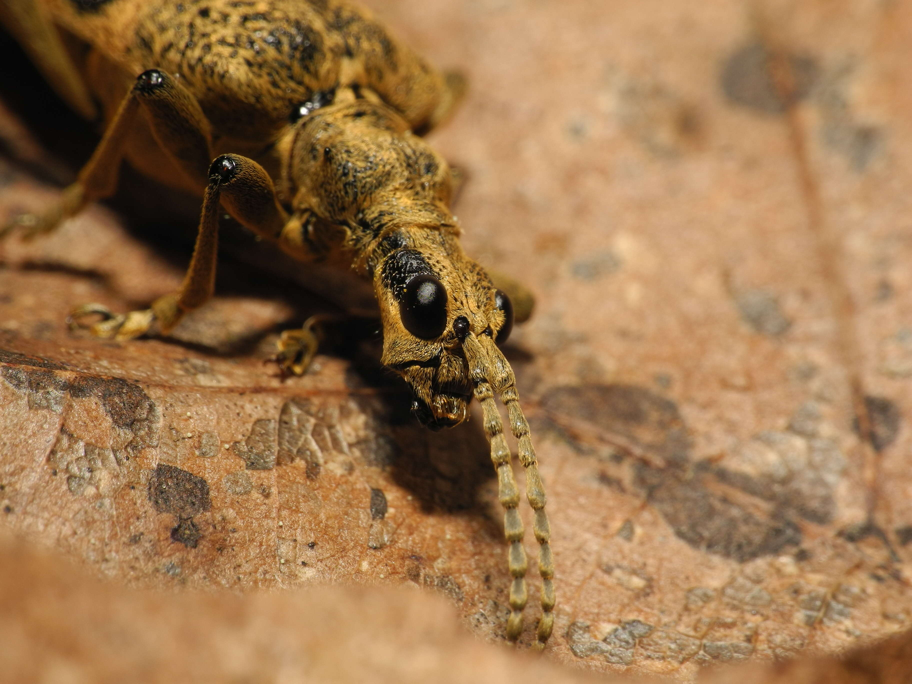 Image of Rhagium (Megarhagium) sycophanta (Schrank 1781)