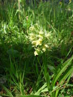 Image of Dactylorhiza romana subsp. guimaraesii (E. G. Camus) H. A. Pedersen