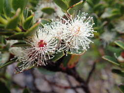 Image of Eucalyptus vernicosa Hook. fil.