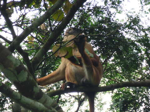 Piliocolobus tholloni A. Milne-Edwards 1886 resmi