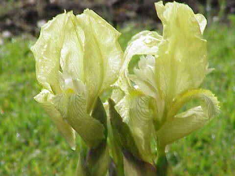 Image of Iris junonia Schott