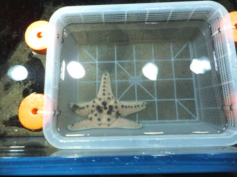 Image of chocolate chip sea star