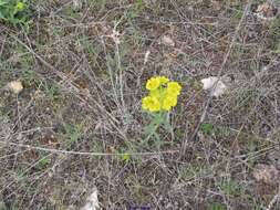 Image of serrate spurge