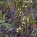 Marcetia taxifolia (A. St.-Hil.) DC.的圖片