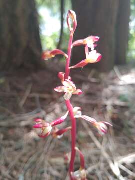 Image of summer coralroot