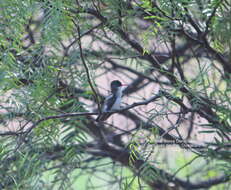 Plancia ëd Leucolia violiceps (Gould 1859)