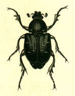 Image de Gnorimus variabilis (Linnaeus 1758)