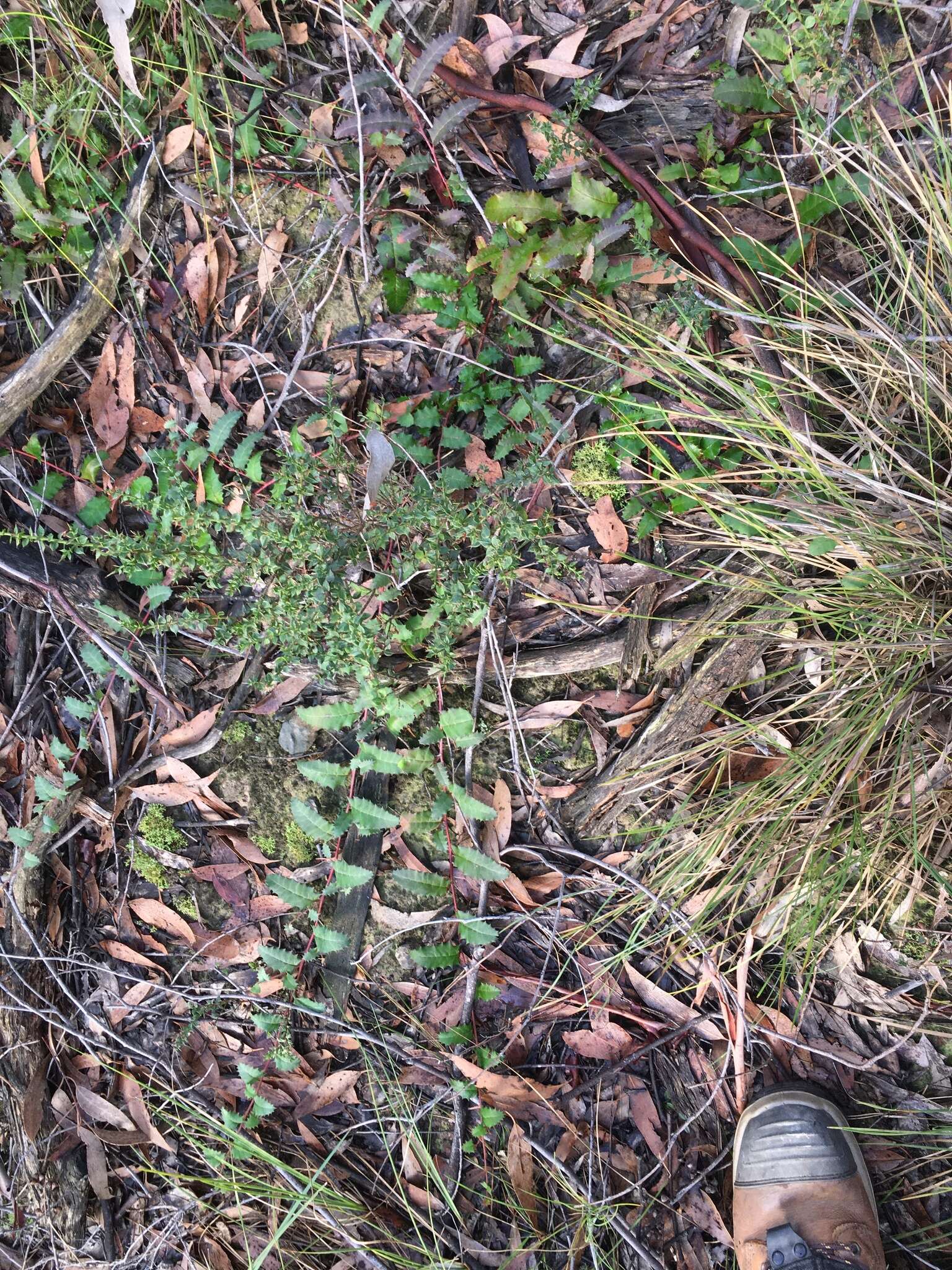 Image of Grevillea repens F. Müll.