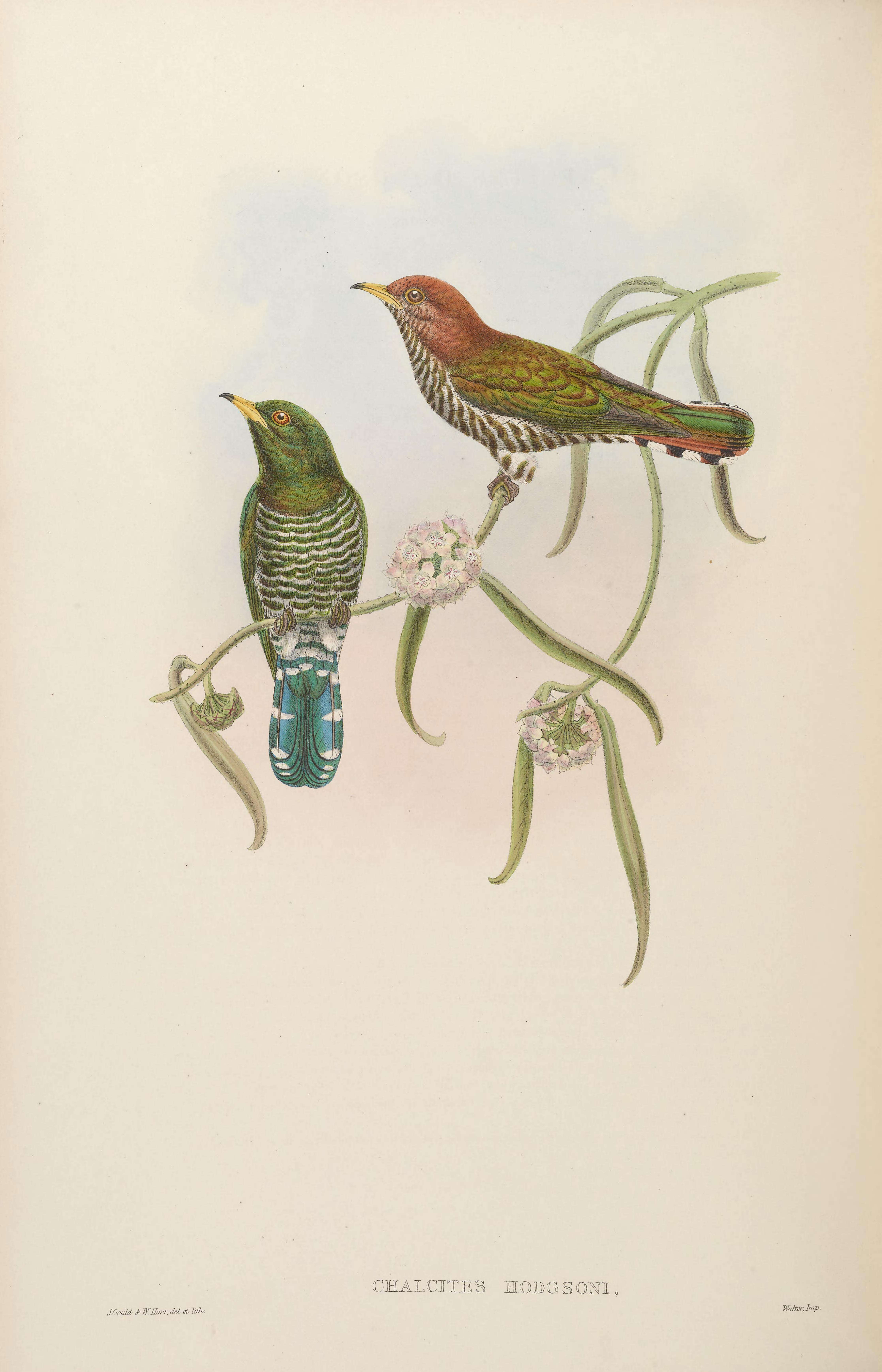 Image of Asian Emerald Cuckoo